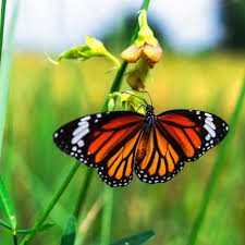 Motyle z Mazur - National Geographic